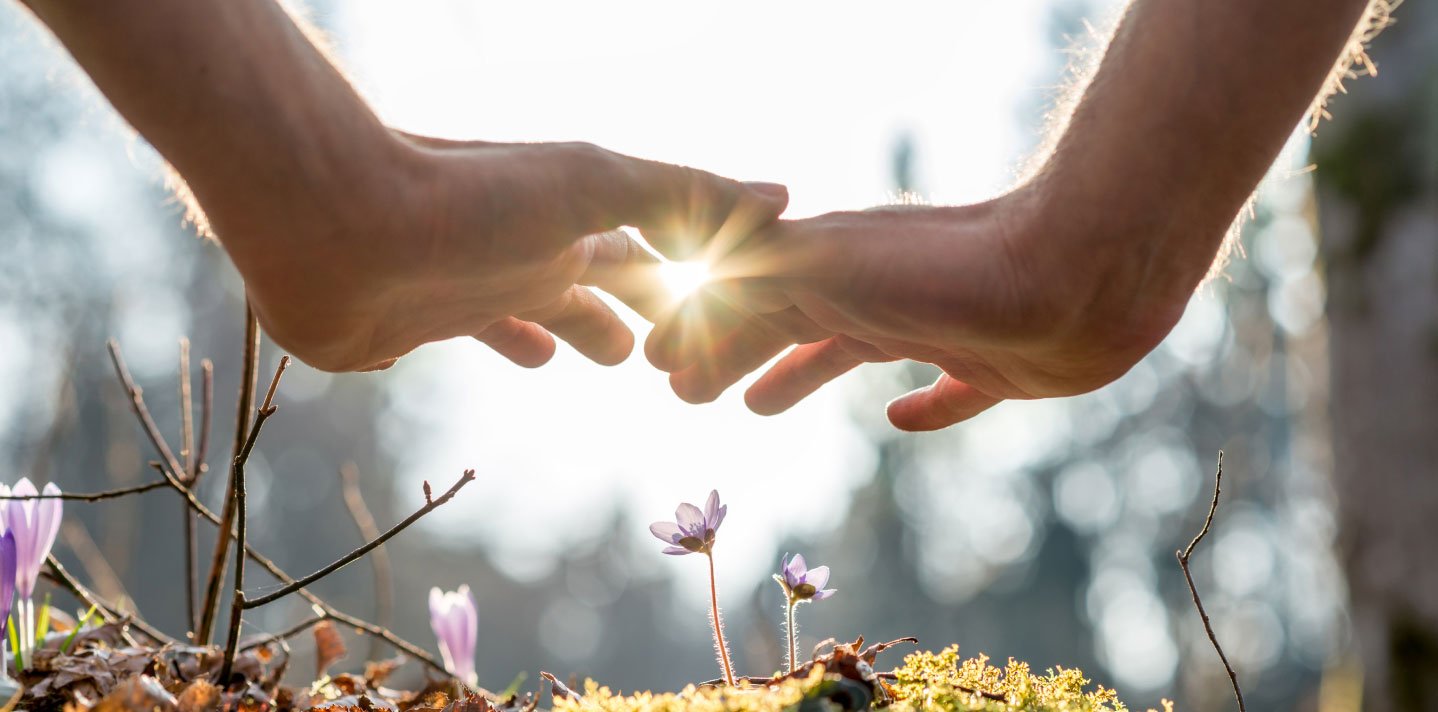 Hands giving reiki to budding plants 